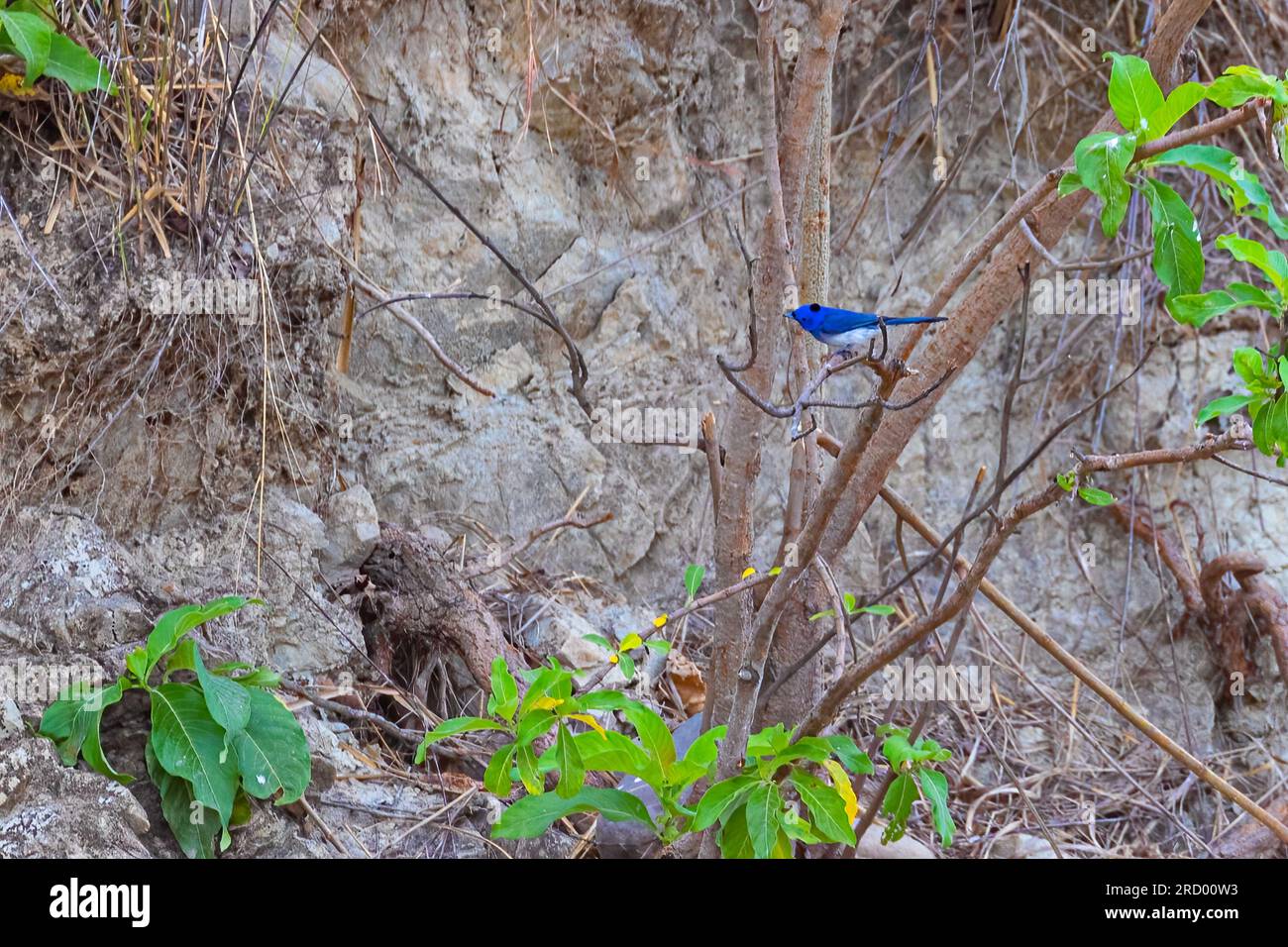 Schwarzer, gesunkener Monarch, der auf einem Baum ruht Stockfoto
