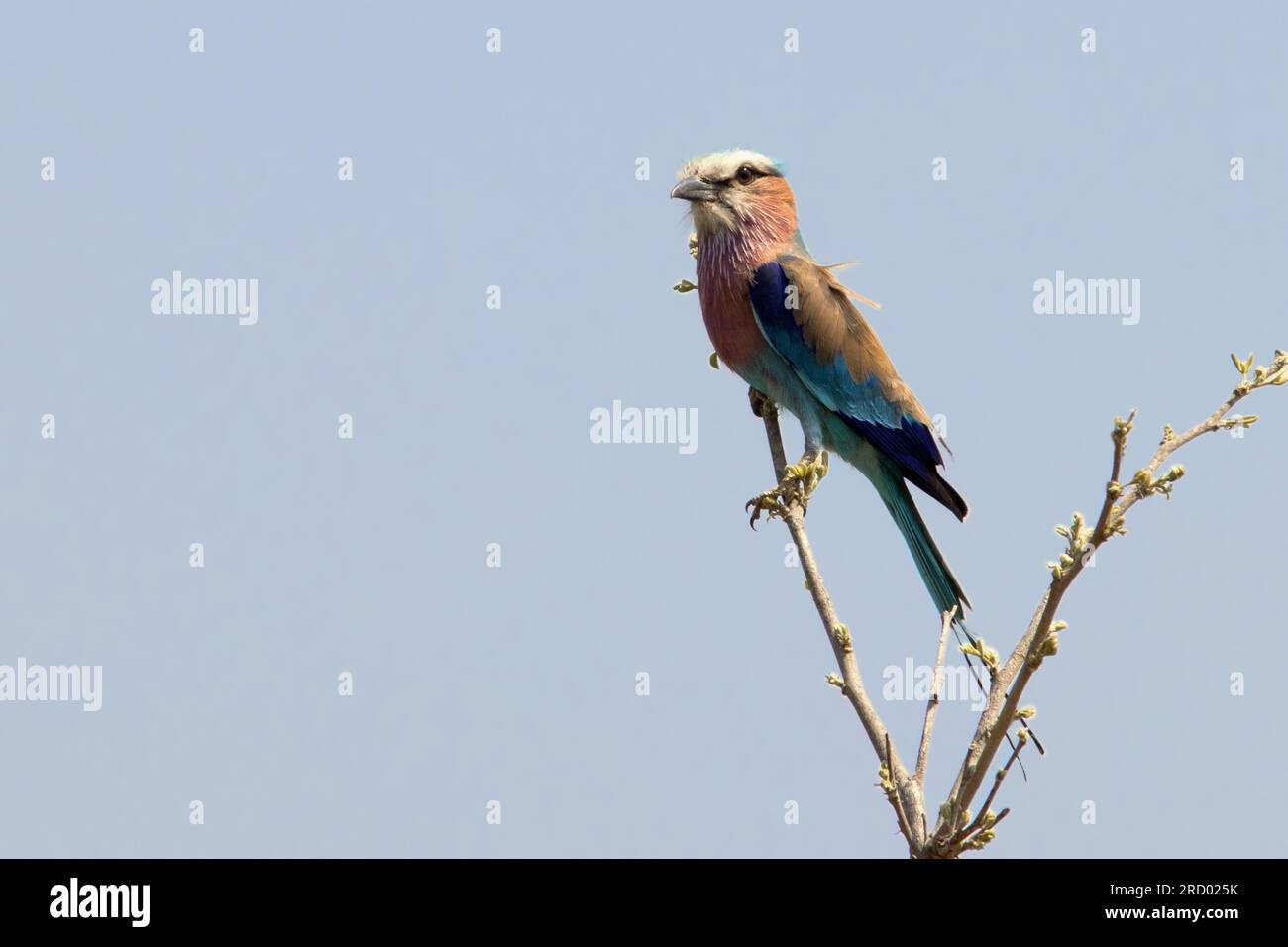 Lilac-breasted Roller Stockfoto