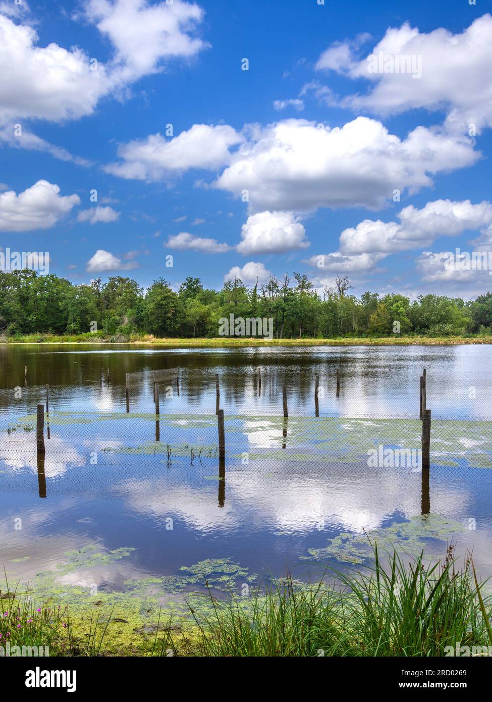 Karpfenteich in der Brenne - Rosnay, Indre (36), Frankreich. Stockfoto