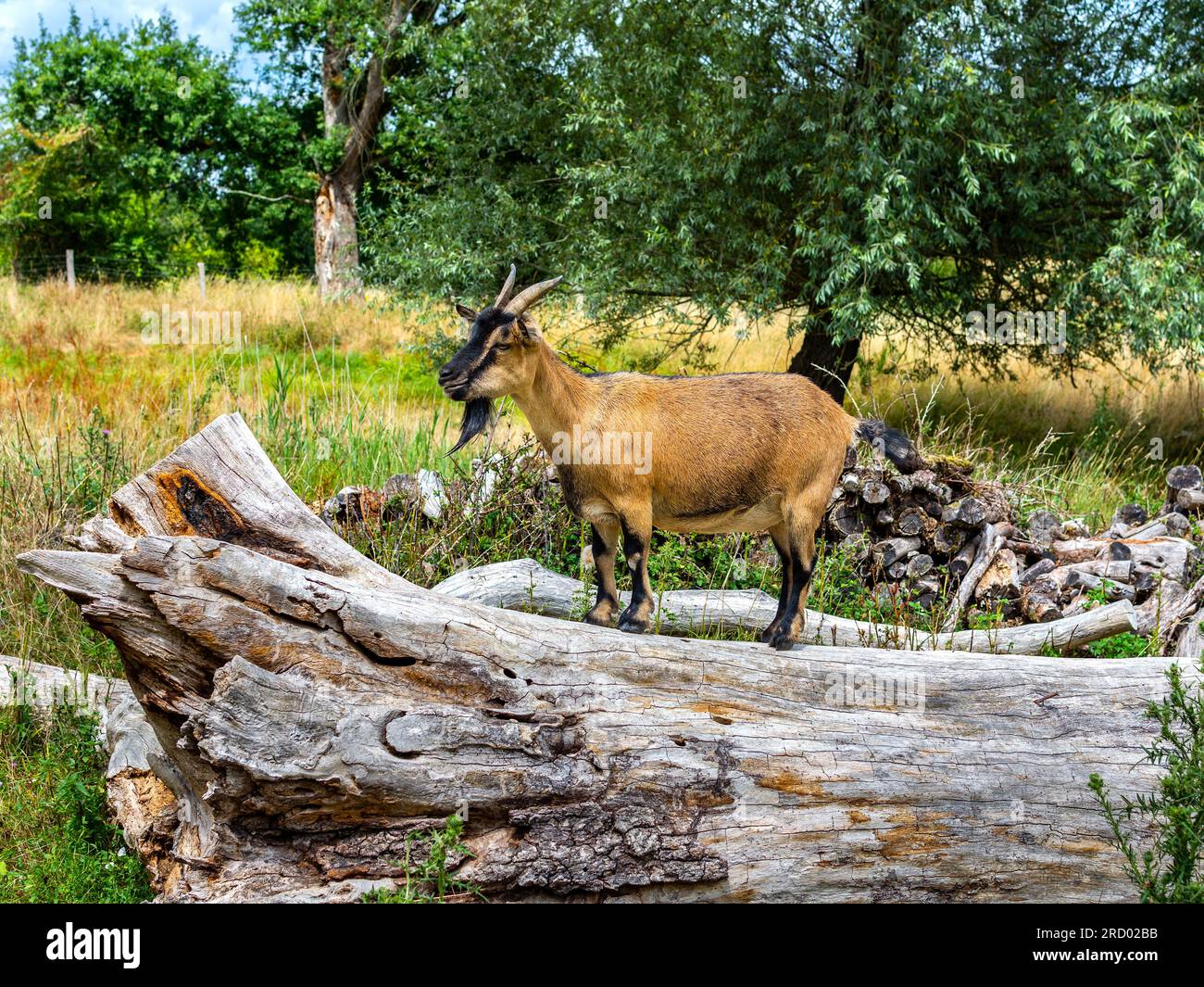 Domestizierte Ziege (Capra hircus) auf Baumstamm — Rosnay, Indre (36), Frankreich. Stockfoto