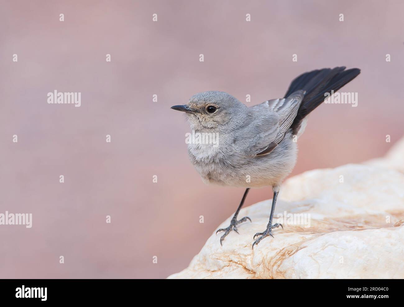 Blackstart (Cercomela melanura) ein in der israelischen Wüste ansässiger Züchter. Stockfoto