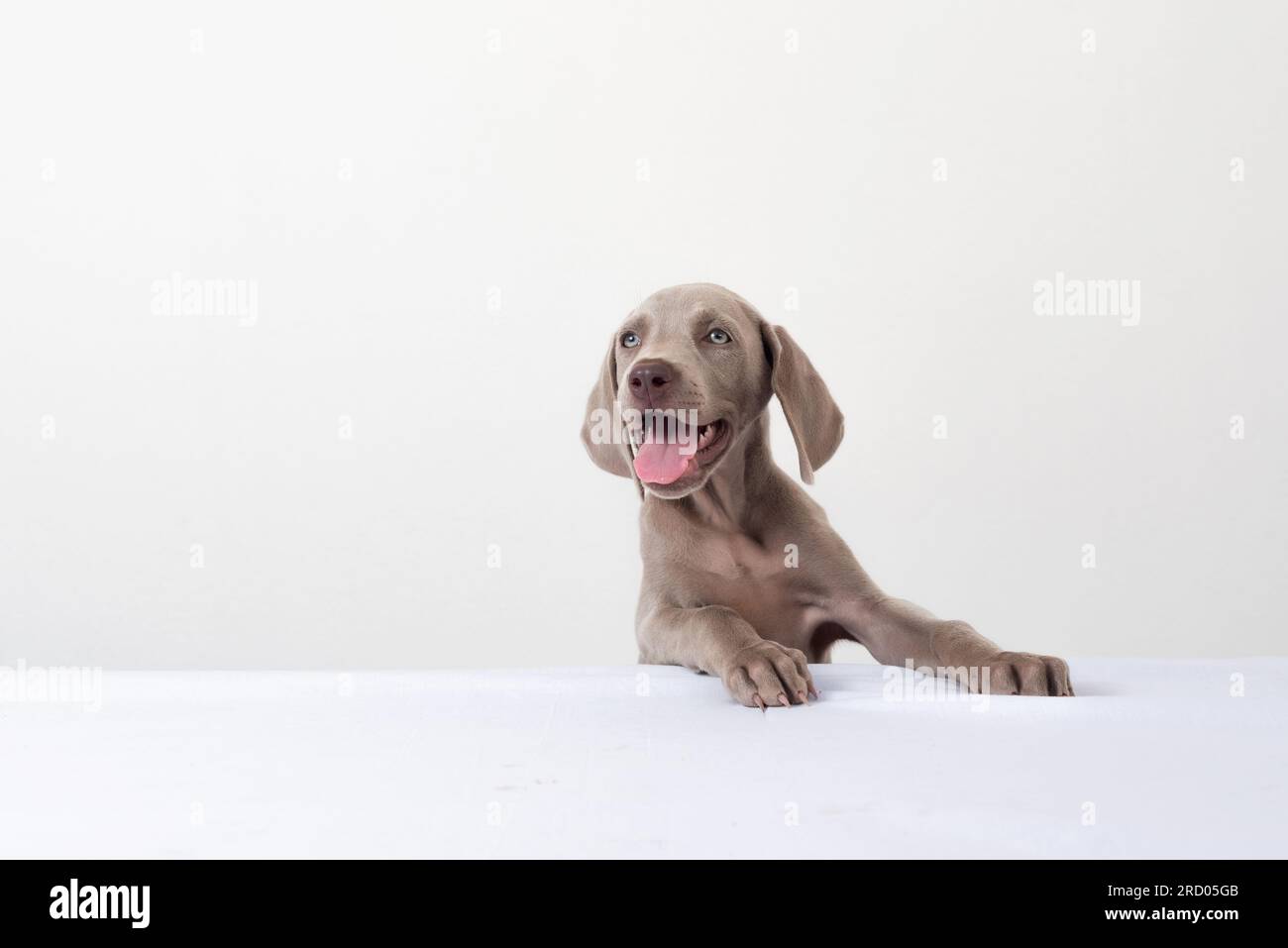 Fröhliches Weimaraner-Hündchen lächelt mit ausgestreckter Zunge auf weißem Hintergrund. Porträt eines süßen Welpen Stockfoto