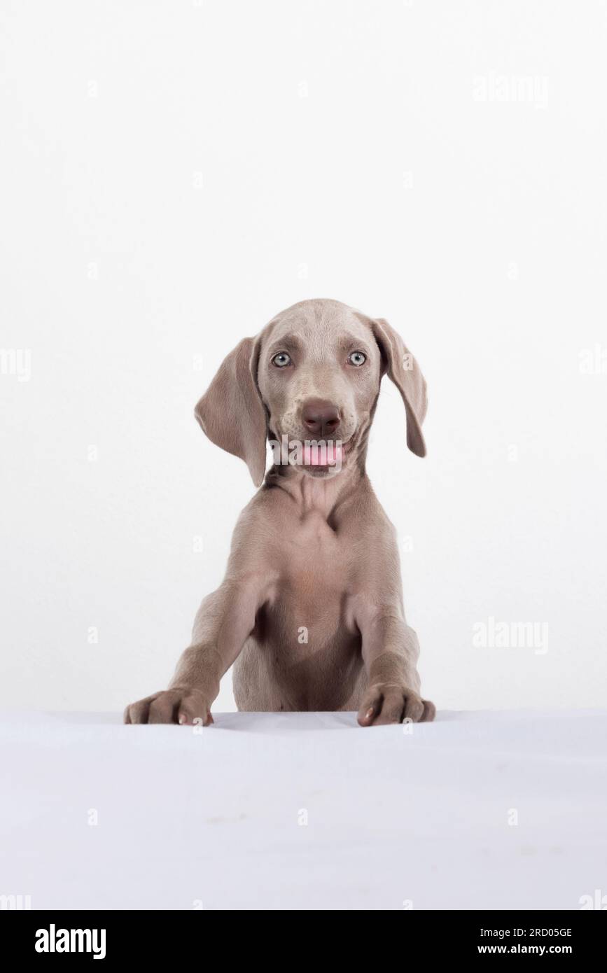 Nahaufnahme eines glücklichen Weimaraner-Welpen, der mit der Zunge auf weißem Hintergrund lächelt. Porträt eines süßen Welpen Stockfoto