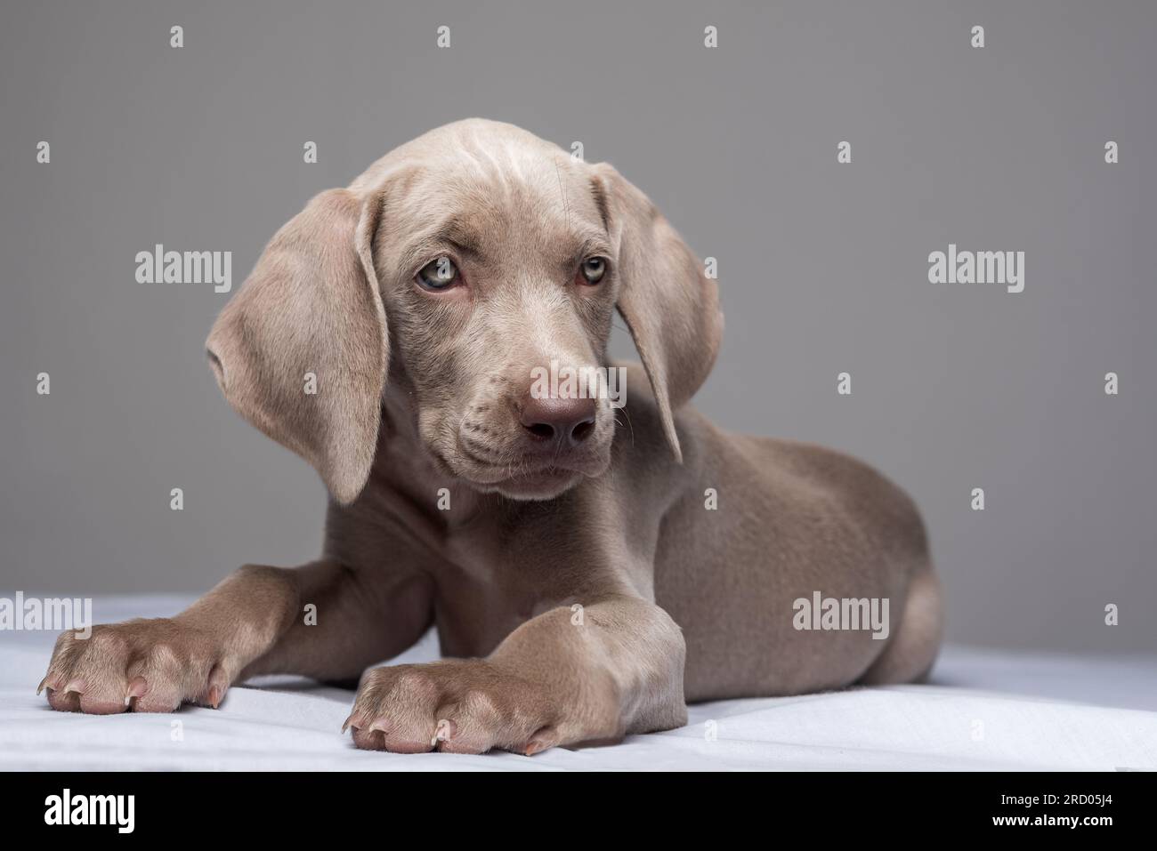 Porträt eines wunderschönen, blauäugigen Weimaraner-Welpen, der sich hinlegt und aufrecht auf grauem Hintergrund steht Stockfoto