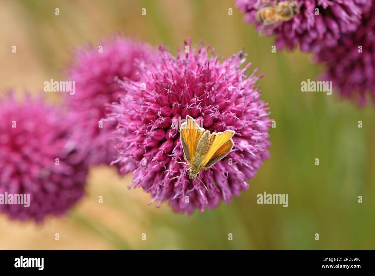 Ein kleiner Skipper-Schmetterling auf einem Purple Allium Sphaerocephalon in Blume Stockfoto