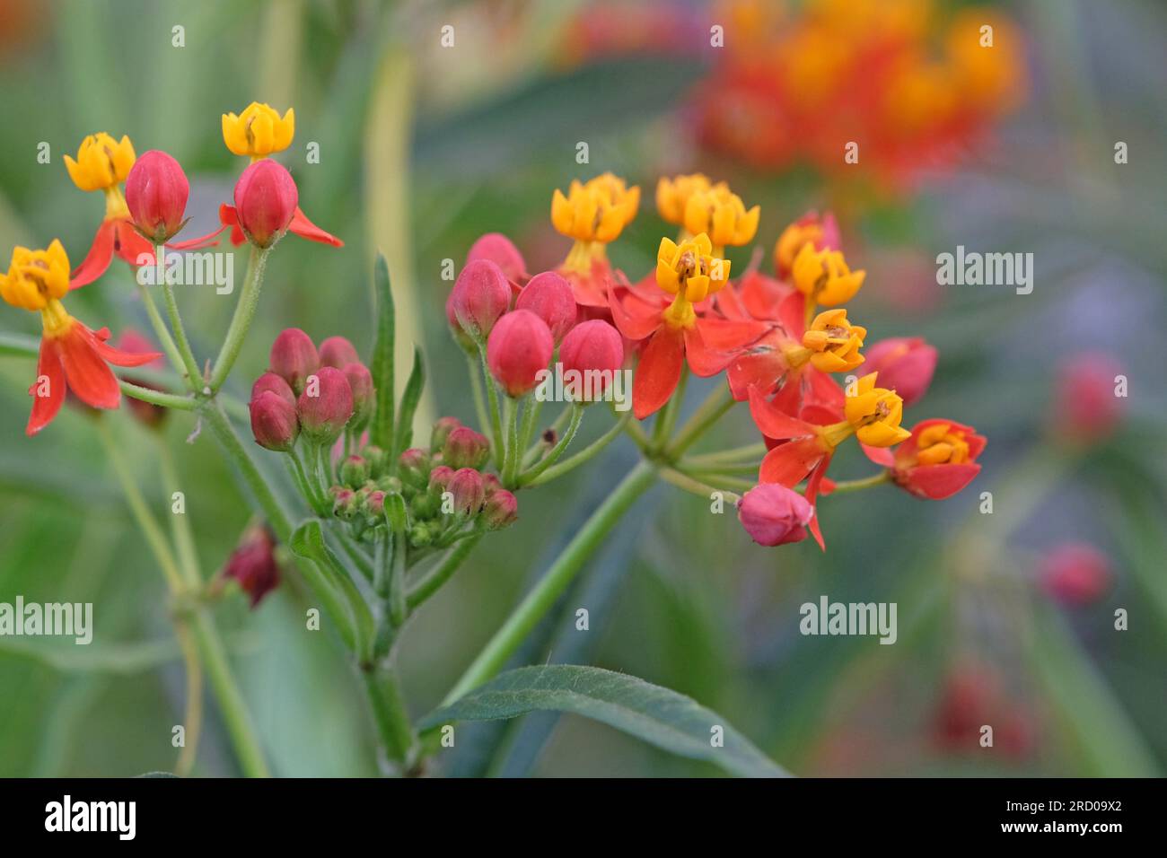 Tropisches Milchkraut oder Blutblume, Asclepias curassavica, „Seidenrot“ in Blüte. Stockfoto