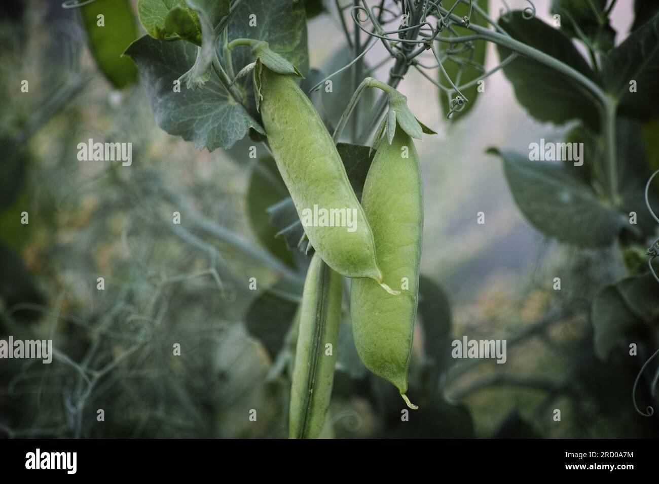 Grüne Erbsen Schoten auf einer Erbsenpflanze. Nahaufnahme. Stockfoto