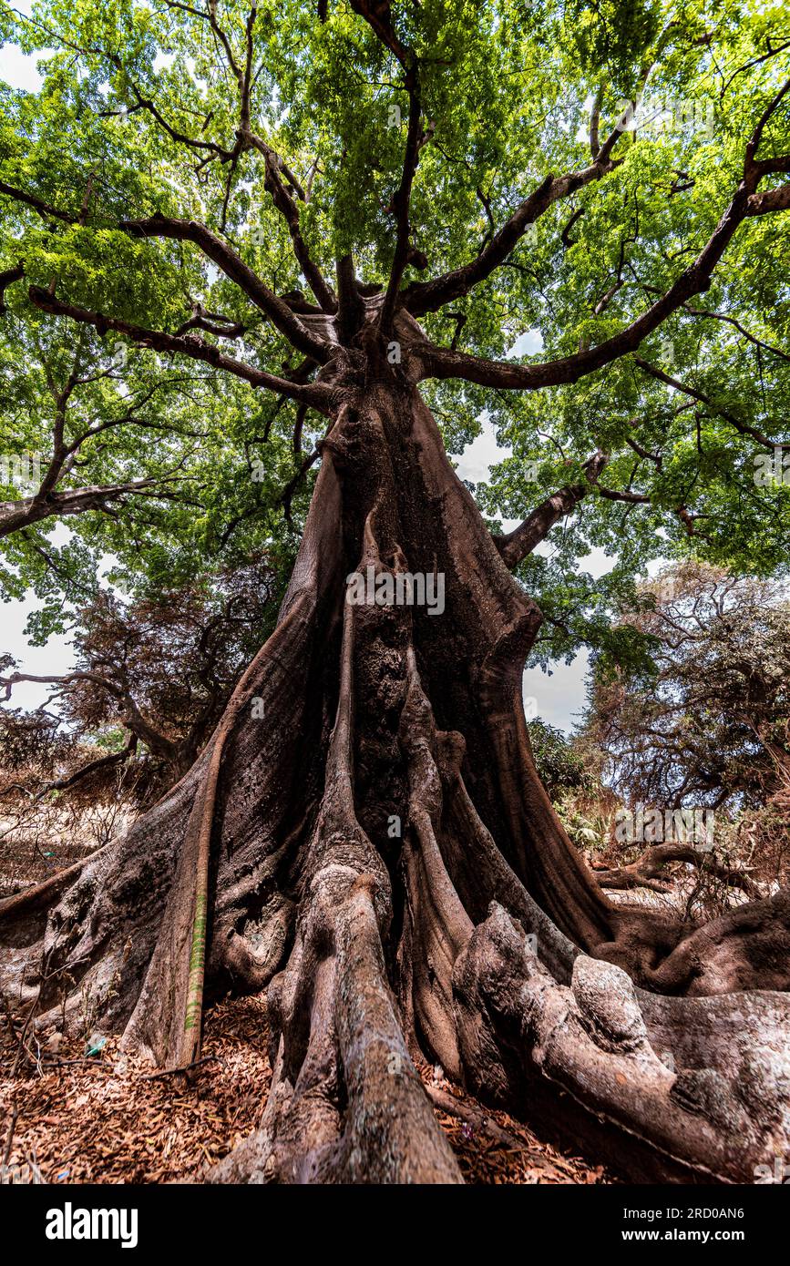 AFRIKA, TUNESIEN, NABEUL Stockfoto