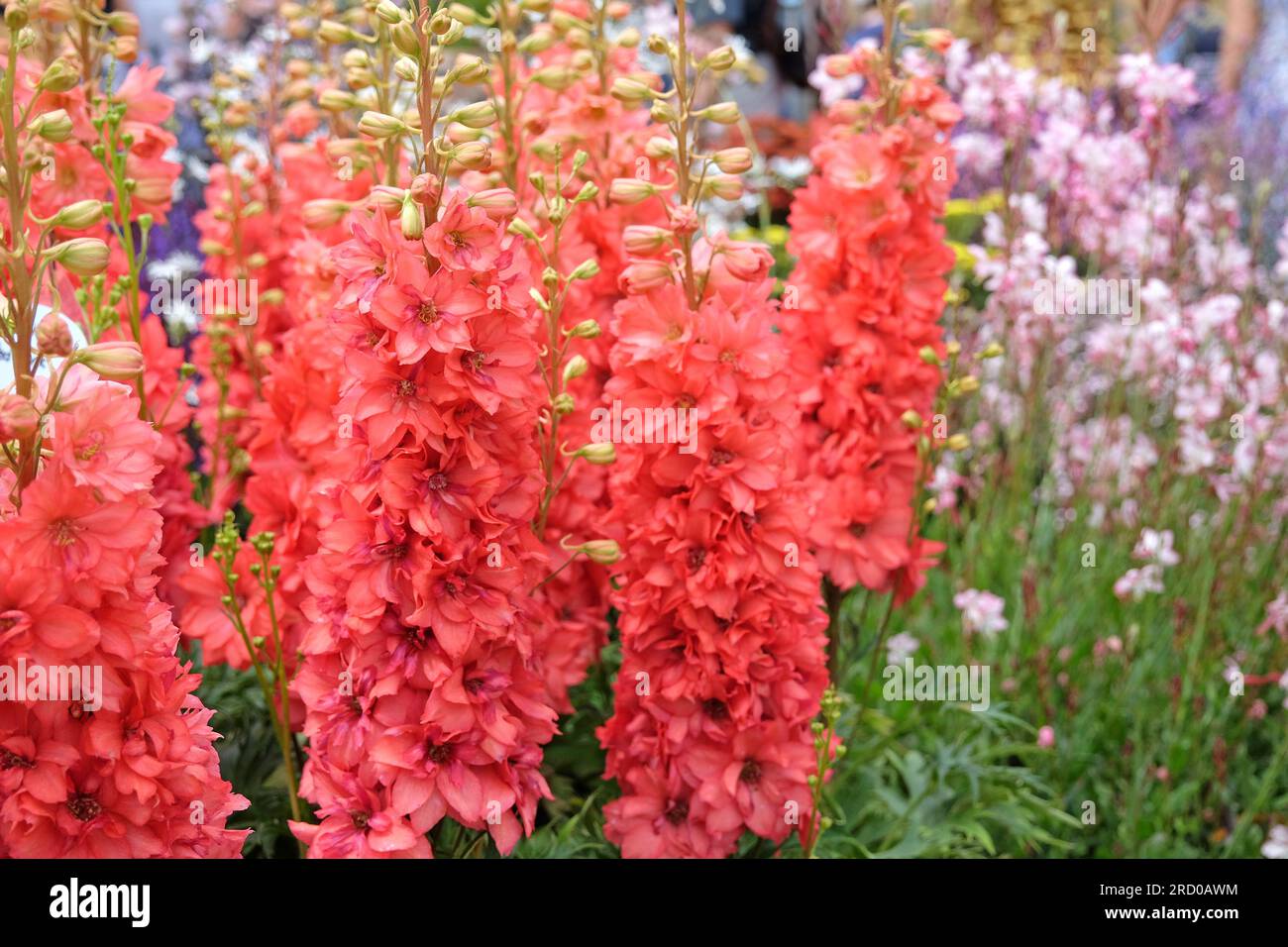 Delphinium "Red Lark" in Blume. Stockfoto