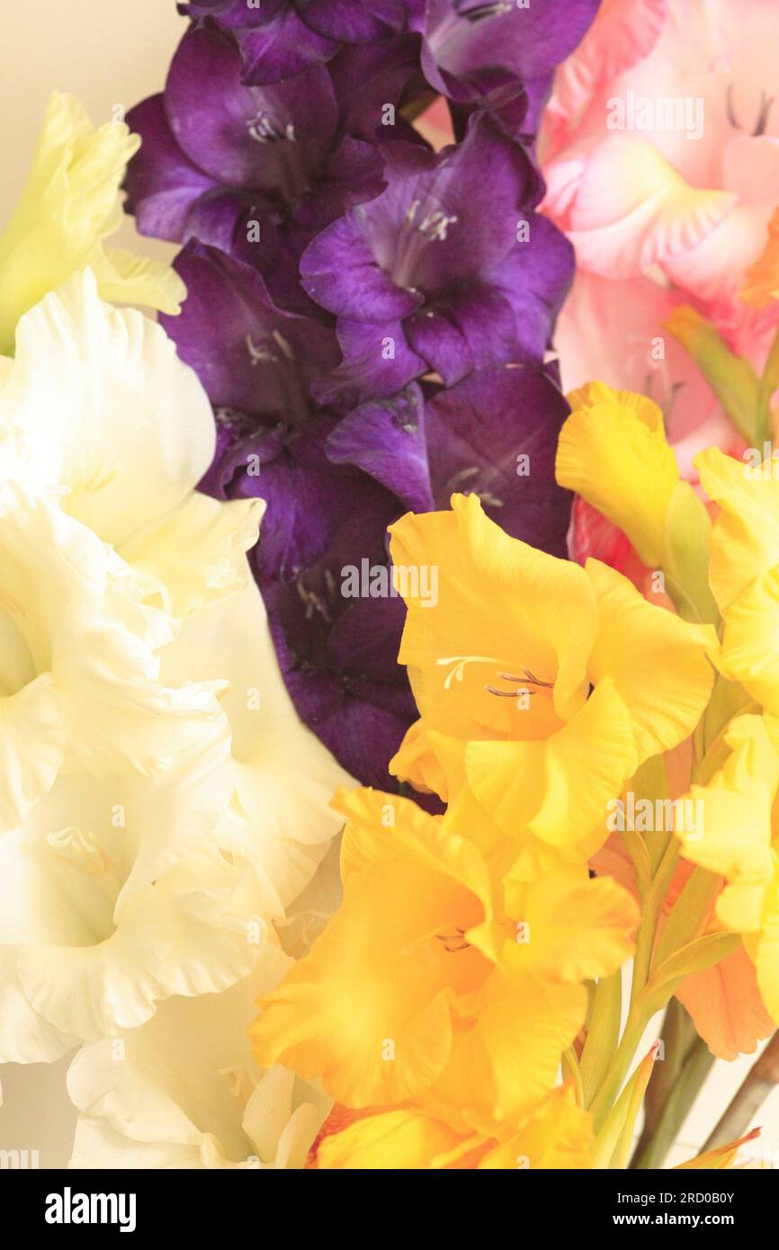 Nahaufnahme der Gladioli-Blumen im Frühsommer Stockfoto