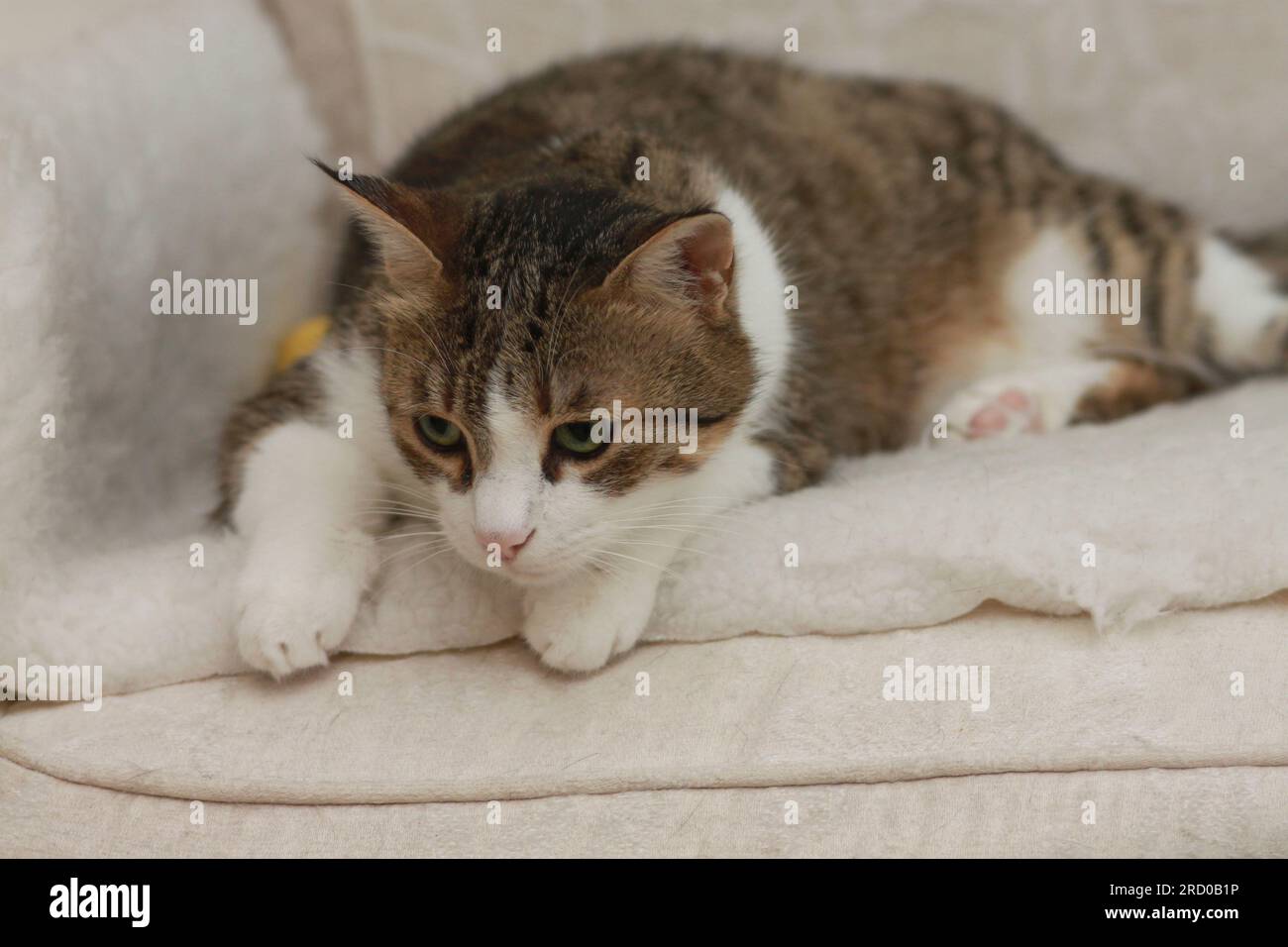 Porträt einer erwachsenen, erwachsenen, weiblichen Tabby-Katze Stockfoto