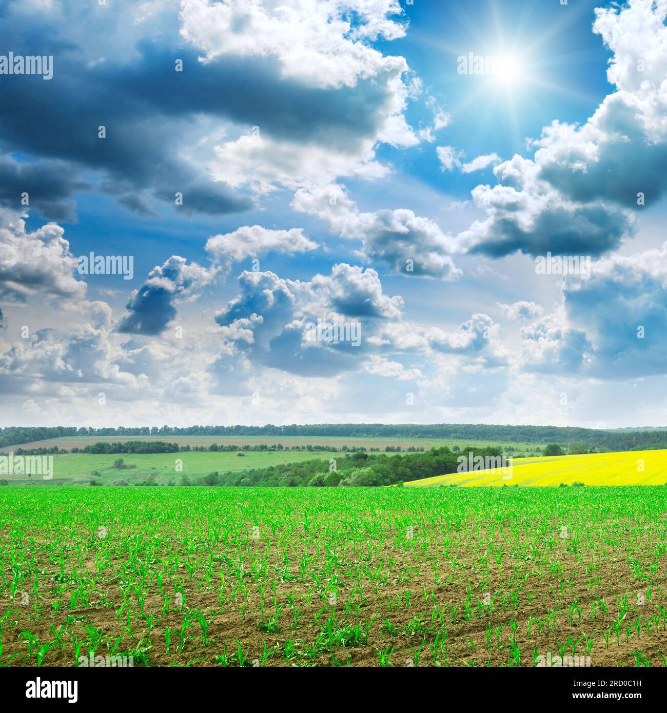 Wunderschönen Sonnenaufgang auf grünen Kornfeld Stockfoto