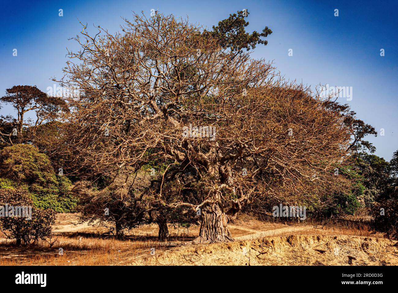 AFRIKA, TUNESIEN, NABEUL Stockfoto