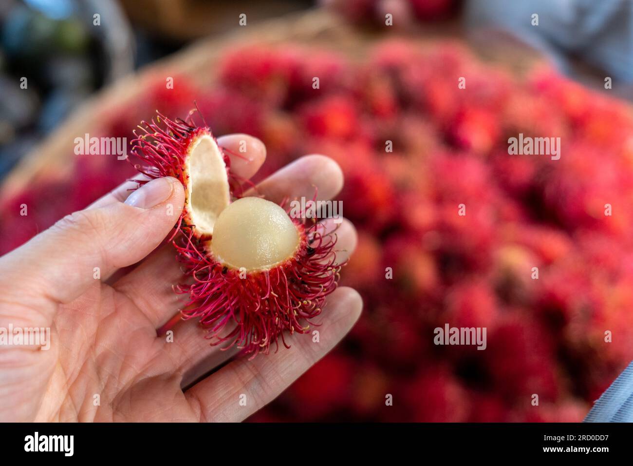 Nahaufnahme eines reifen Rambutan (Nephelium lappaceum), Einer Frucht, die von Südostasien stammt, in einer weißen Hand an einem Stand auf dem farbenfrohen Markt „Mercado mayoreo“ Stockfoto