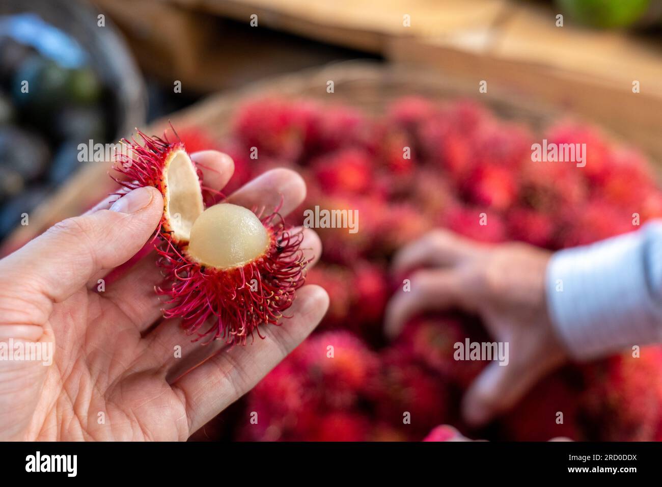 Nahaufnahme einer Hand, die einen geöffneten reifen Rambutan (Nephelium lappaceum), Eine Frucht, die von Südostasien stammt, in einem Stall in The Color hält Stockfoto