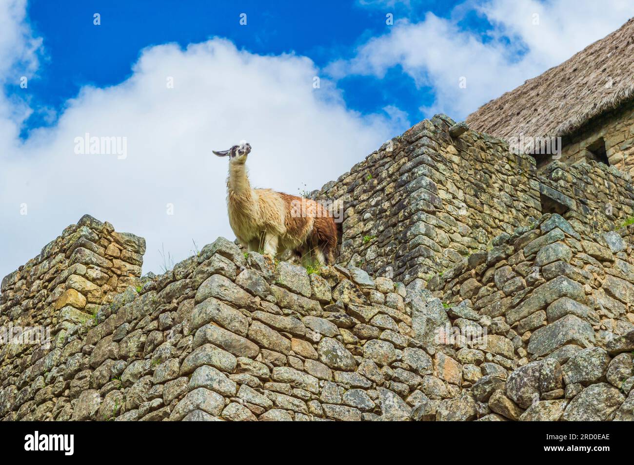 Steinmauern von Bauruinen rund um die Ruinen von Machu Picchu in Peru. Stockfoto