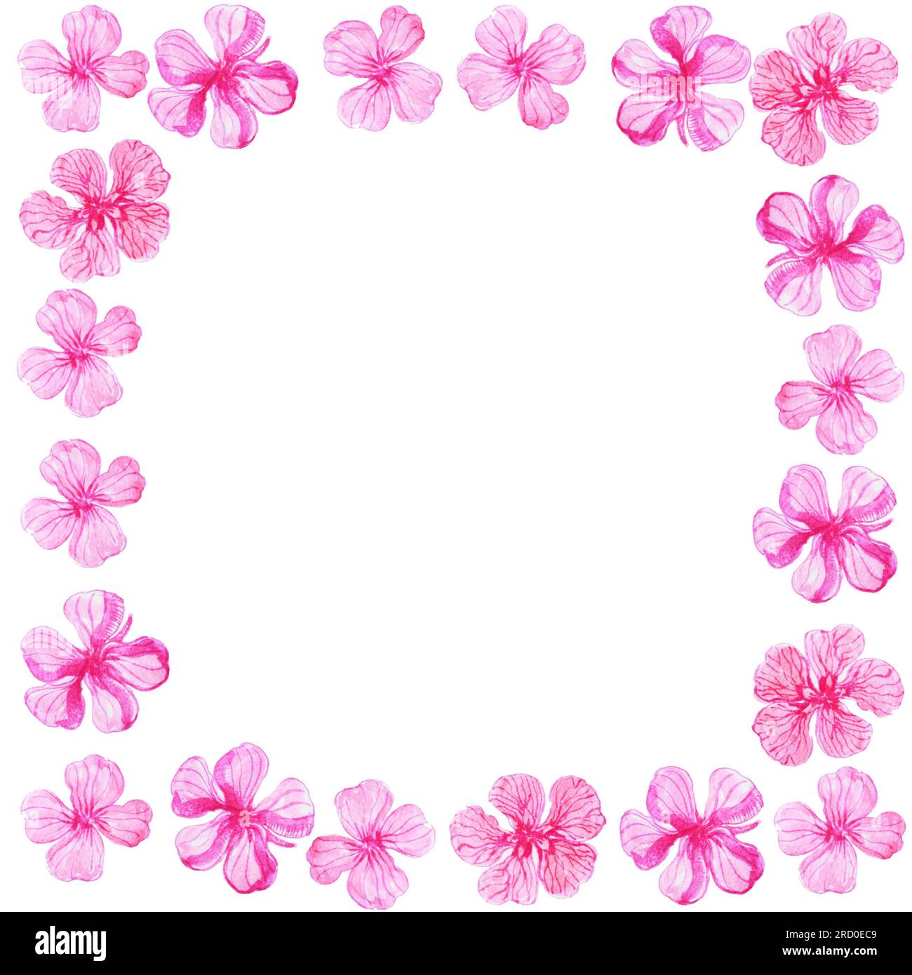 Aquarell mit pinkfarbenen fünf-Blatt-Blumen auf weißem Hintergrund Stockfoto