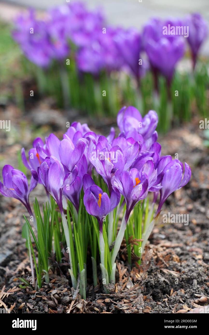 In der Natur blühen im Frühling Gartenkrokusse im Blumenbeet Stockfoto