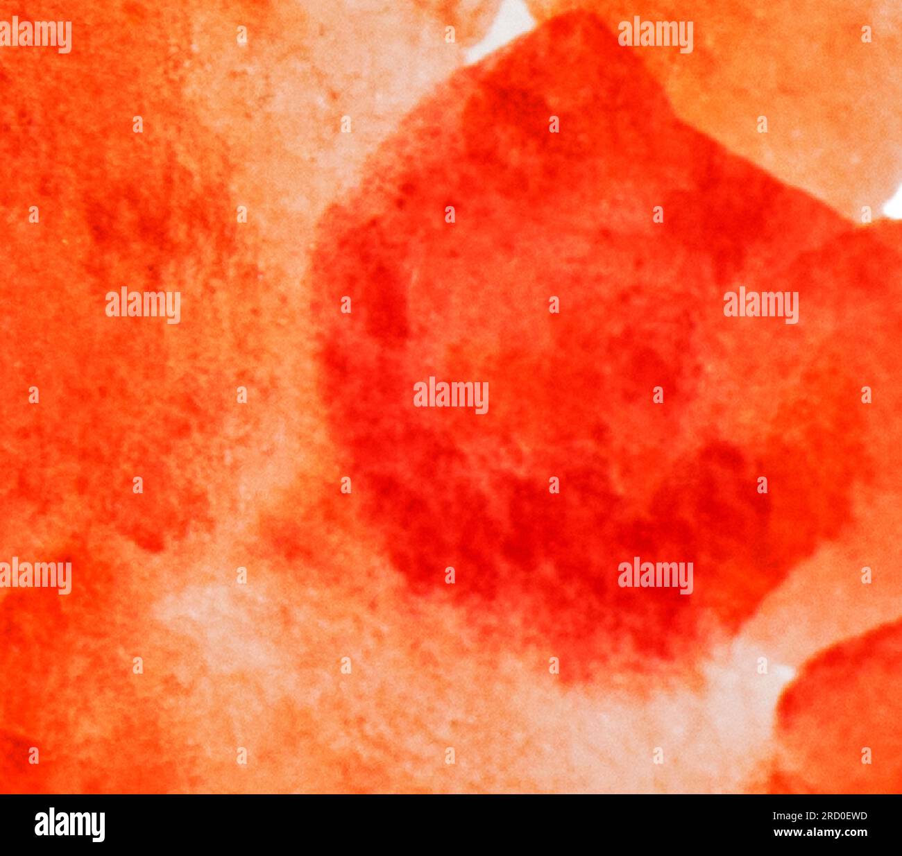 Abstraktes rotes transparentes Wasserfarben-Design Hintergrund.Element Stockfoto