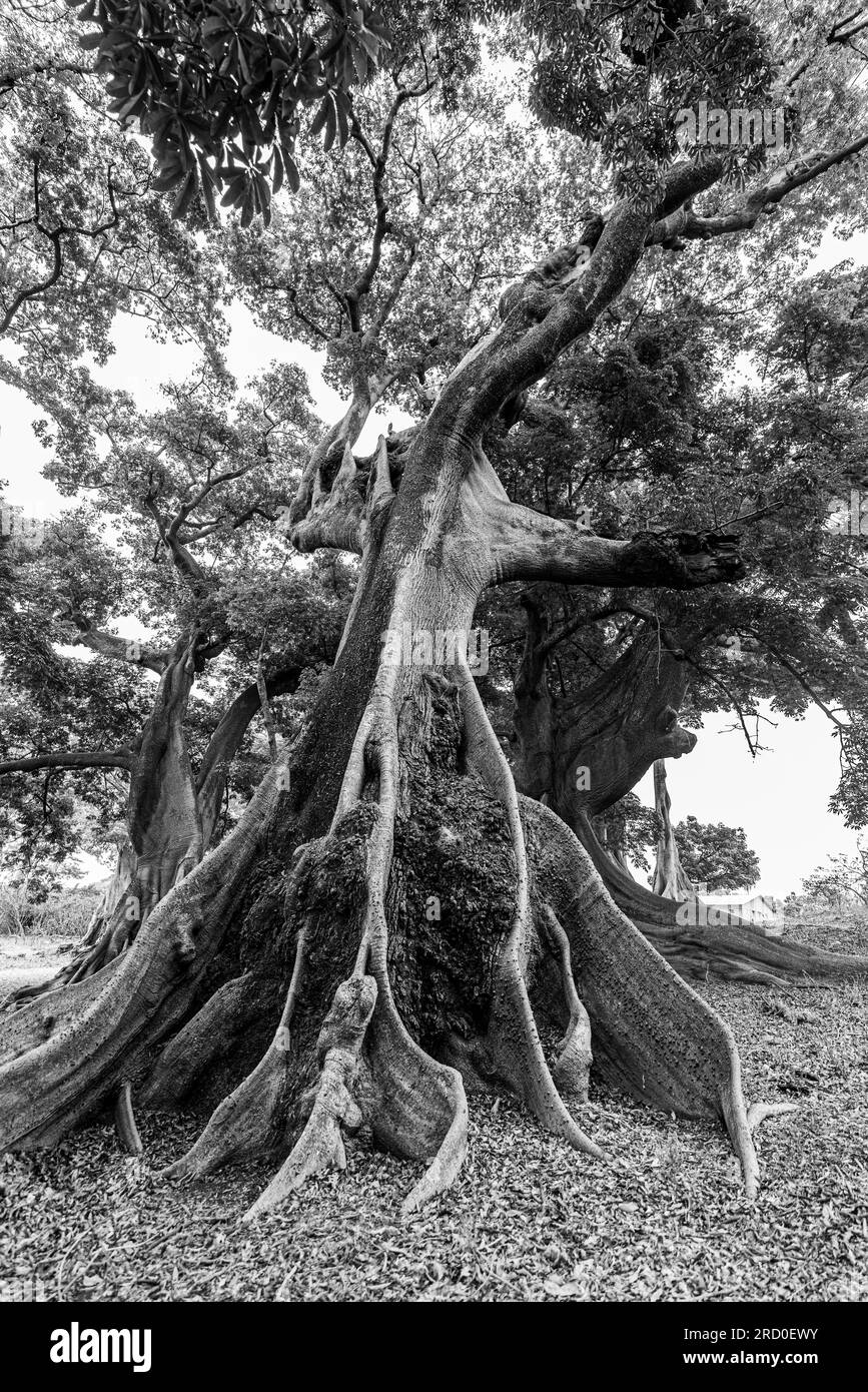 AFRIKA, TUNESIEN, NABEUL Stockfoto