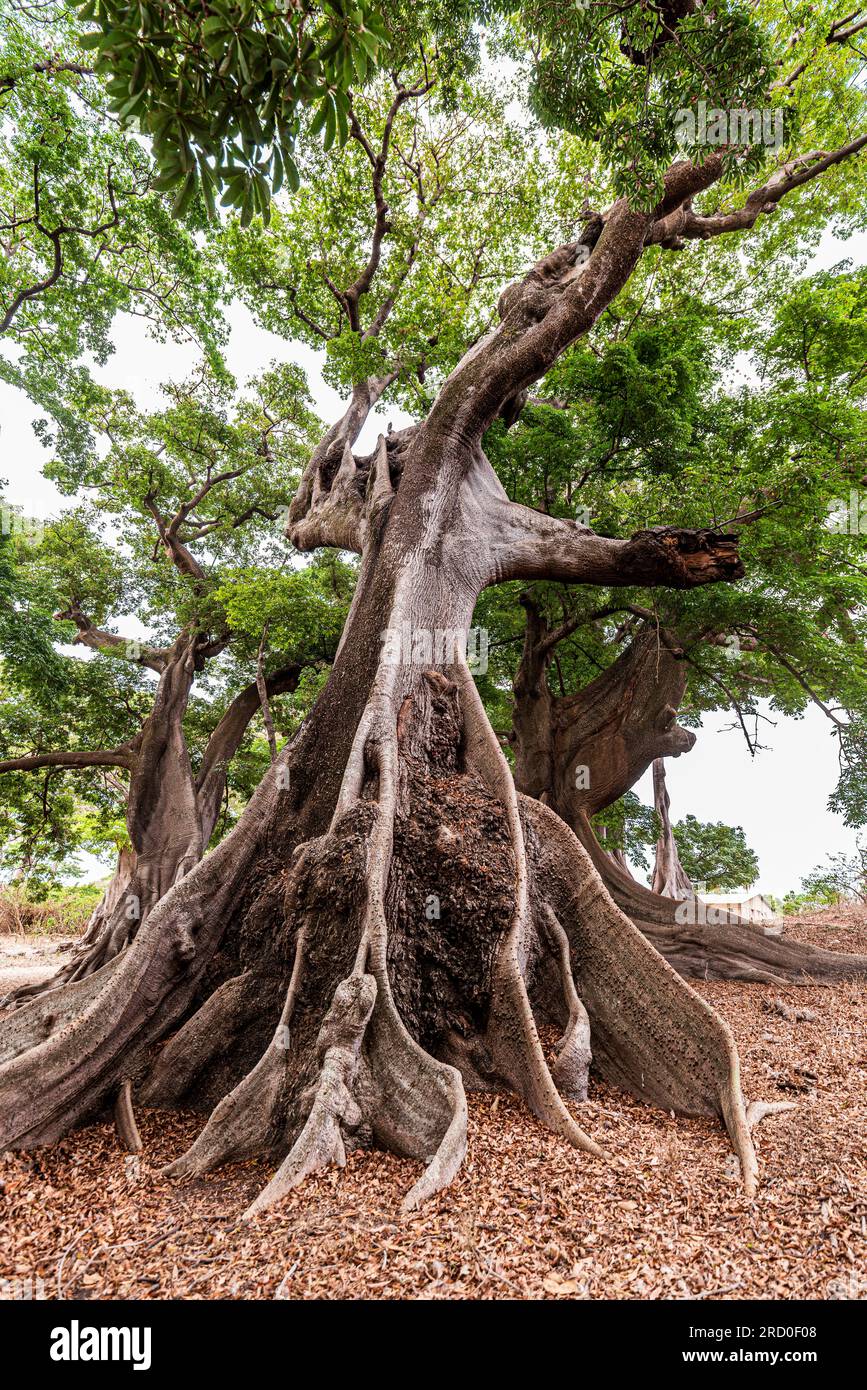 AFRIKA, TUNESIEN, NABEUL Stockfoto