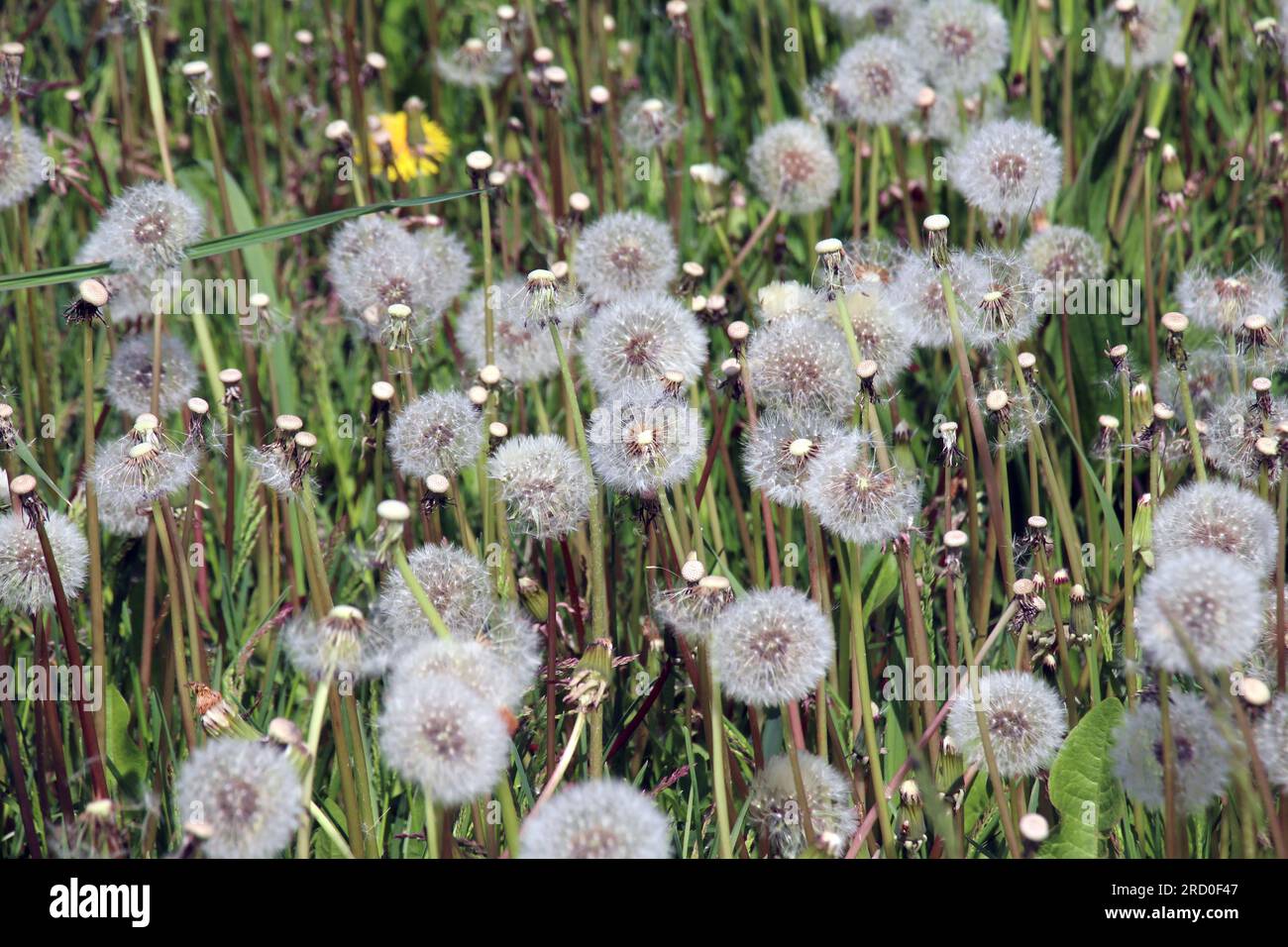 Im Frühling verblasste ein Löwenzahn auf einer Wiese unter den Gräsern Stockfoto