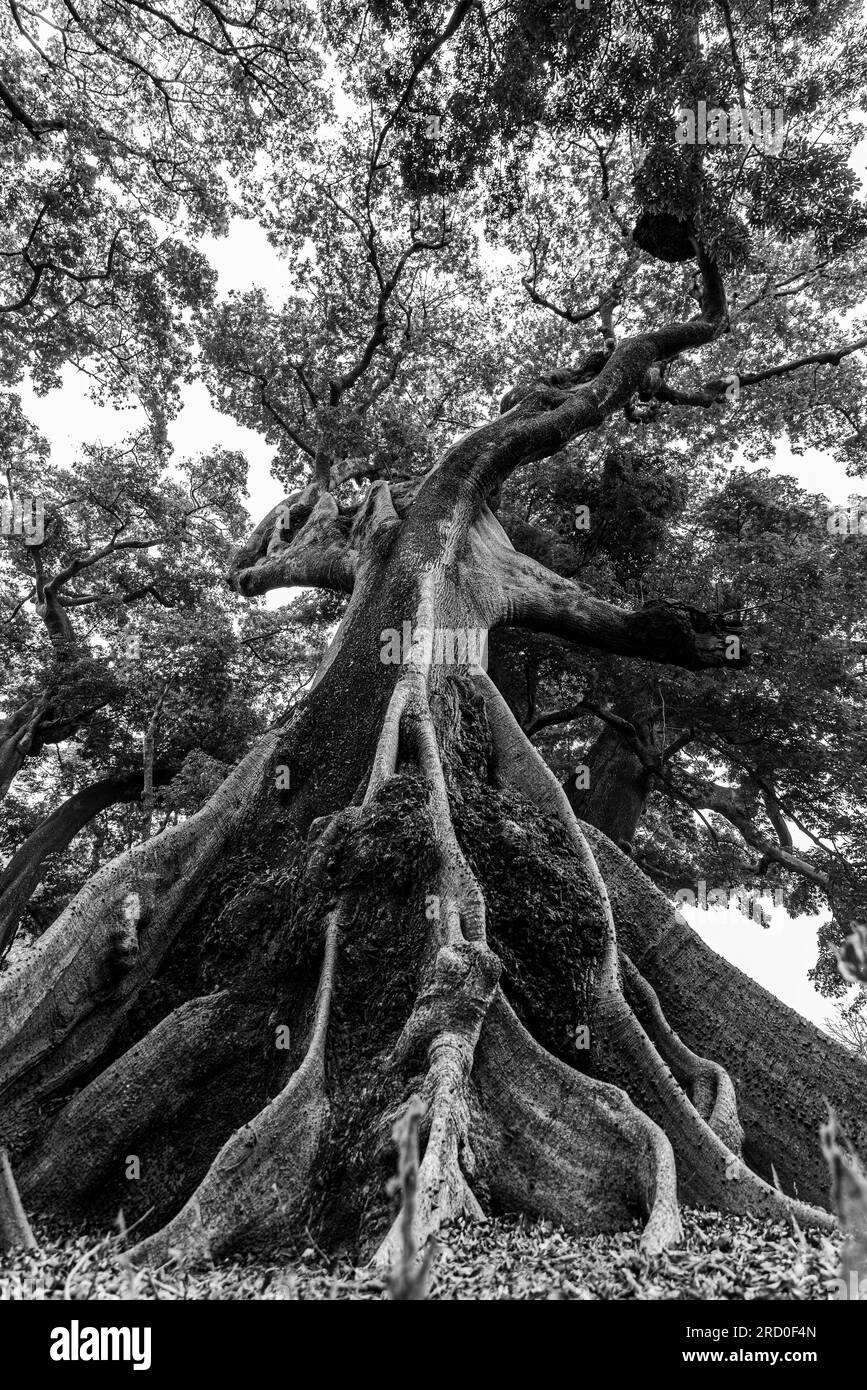 AFRIKA, TUNESIEN, NABEUL Stockfoto