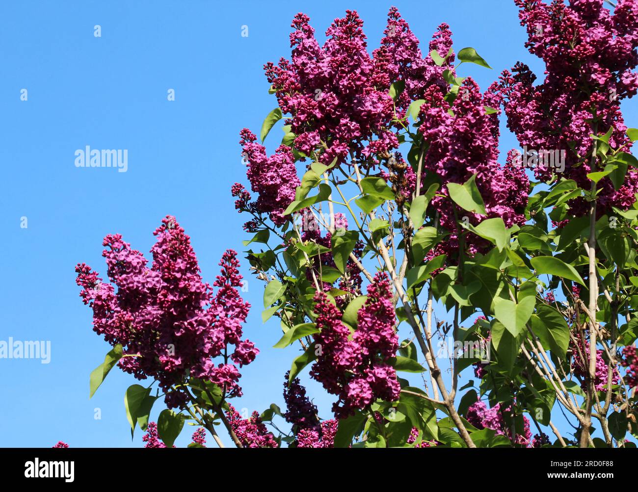 Im Mai blüht Flieder im Garten Stockfoto