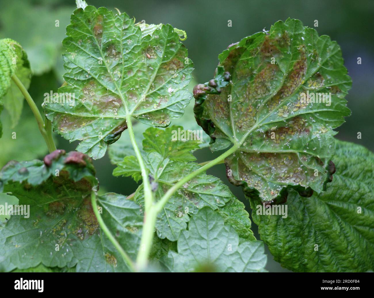 Rote Johannisbeeren, deren Blätter durch Blattläuse beschädigt sind (Cryptomyzus ribis) Stockfoto