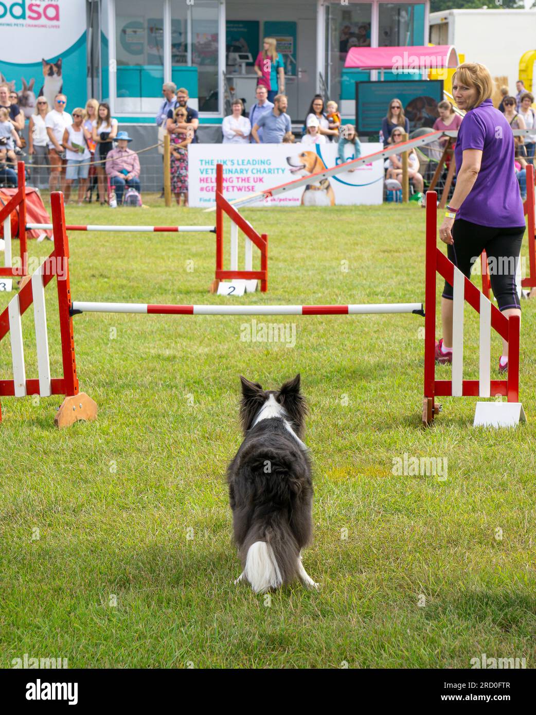 Rückansicht eines Border Collie, der sich darauf vorbereitet, Hürden bei Dog Agility Trials auf der britischen Country Sommershow mit Besitzer und unterstützender Menge zu überwinden. Stockfoto