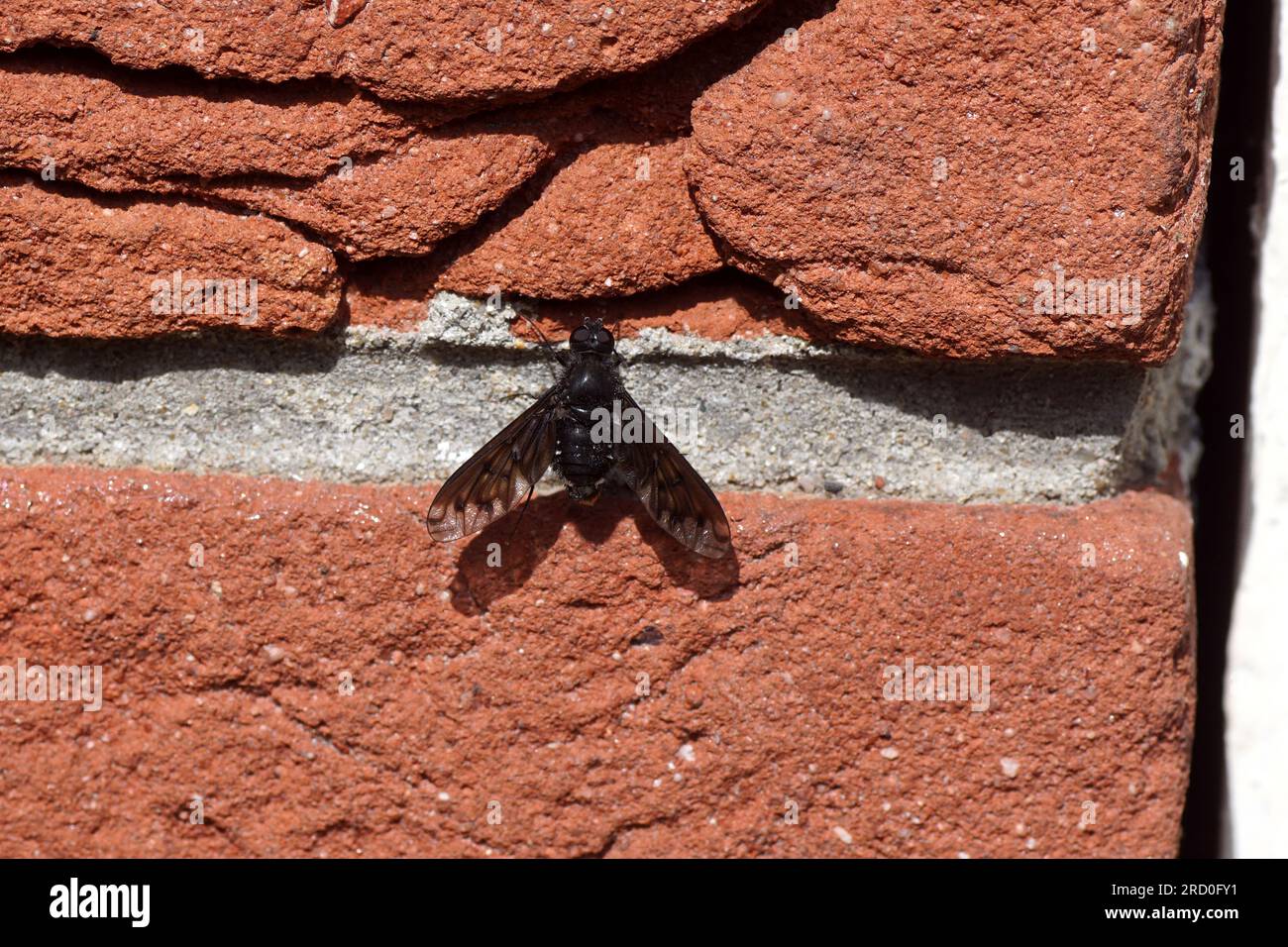 Anthrax Milzbrand, Familie Bienenfliege (Bombyliidae). Eine schwarze Fliege auf einem Zementgelände in der Wand. Sommer, Juli, Niederlande Stockfoto