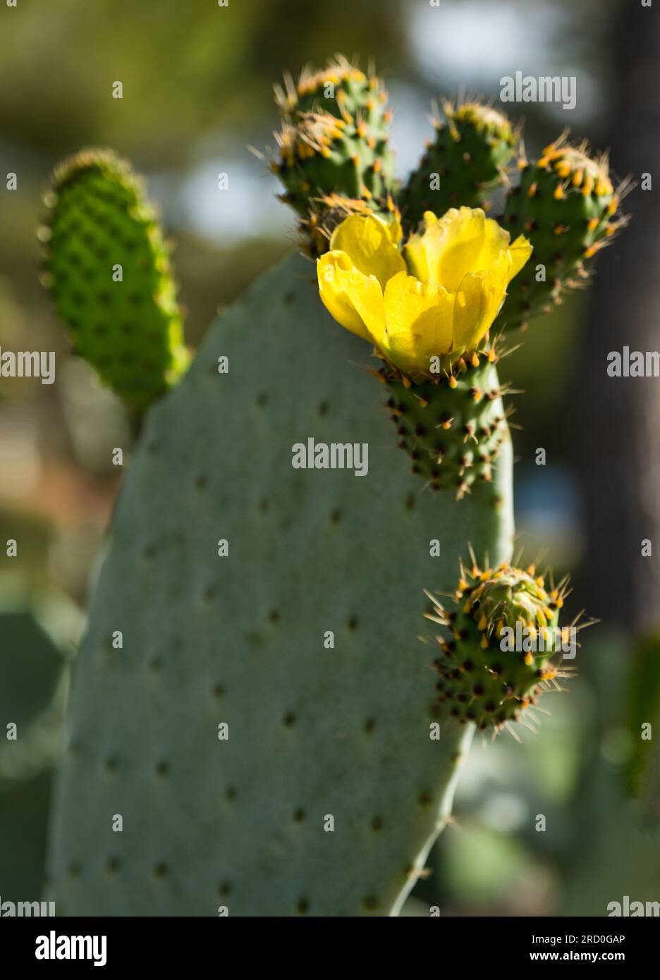Kaktus blht mit gelben Blten in der Natur, Spanien Stockfotografie - Alamy
