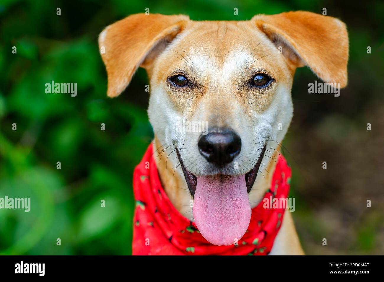 Ein süßer Hund ist draußen und trägt Ein Bandana mit einem fröhlichen Gesichtsausdruck Stockfoto