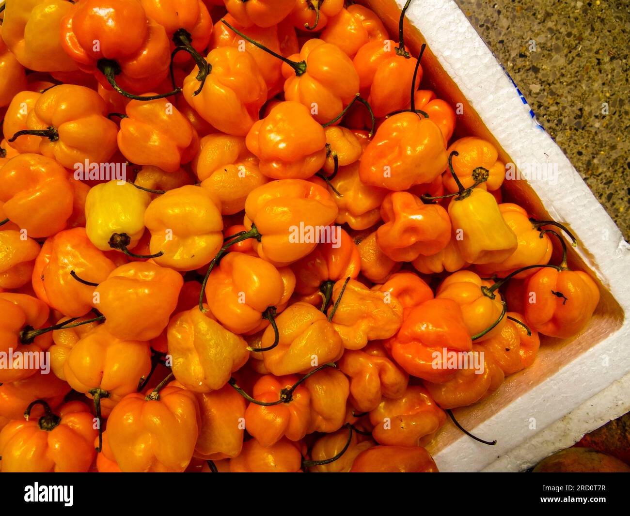 Food still Life Nahaufnahme von bunten Scotch bonnet Paprika, bonney Paprika. Stockfoto