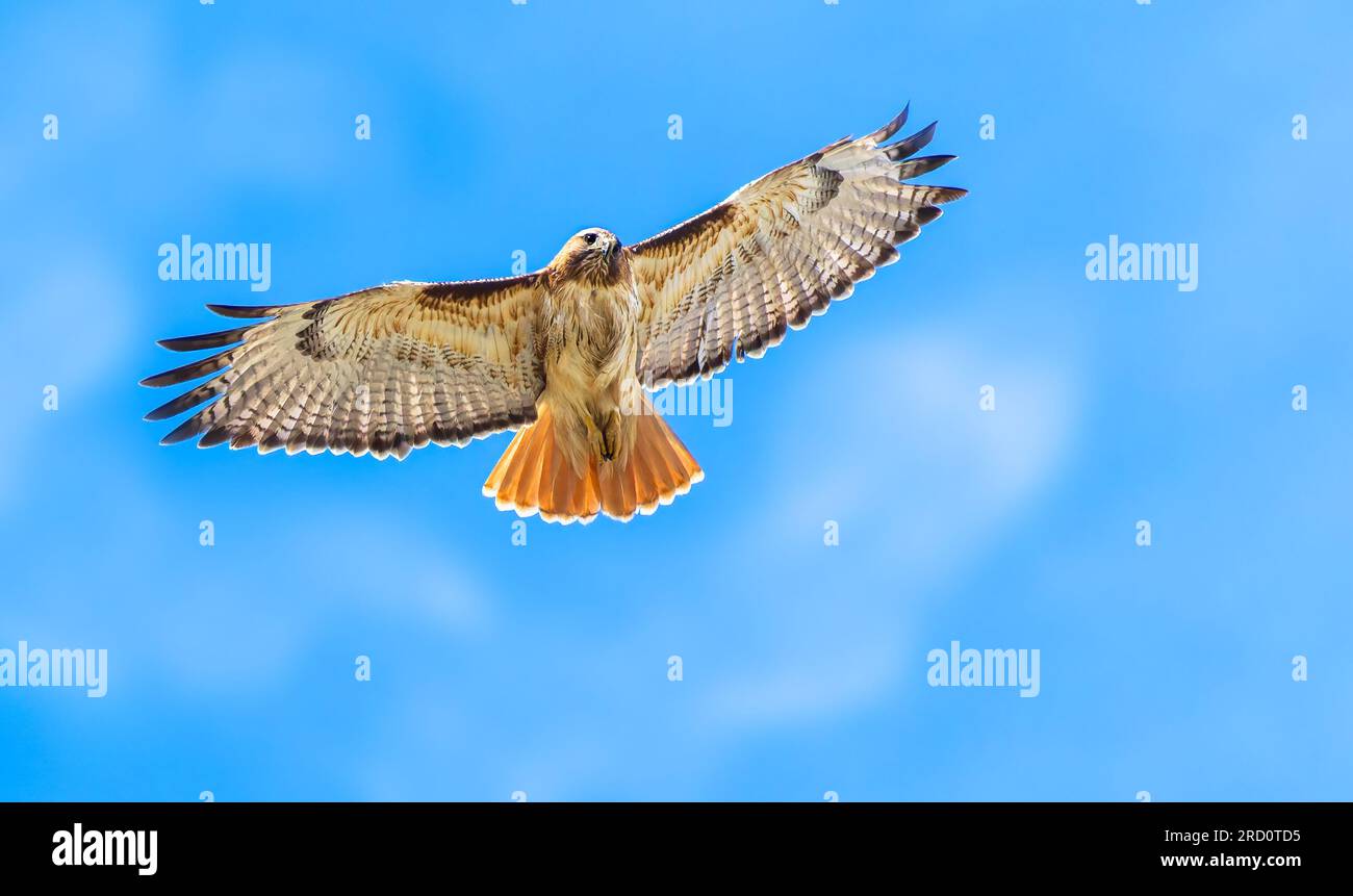 Ein Rotschwanz-Falke steigt in den blauen Himmel von Wyoming. Stockfoto