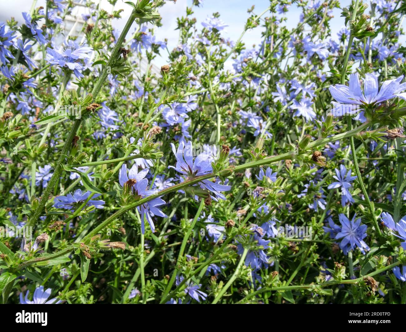 Herrliche Chicorée 'Chiavari' Blume in herrlicher Sommersonne. Natürliches Nahaufnahme blühendes Pflanzenporträt Stockfoto