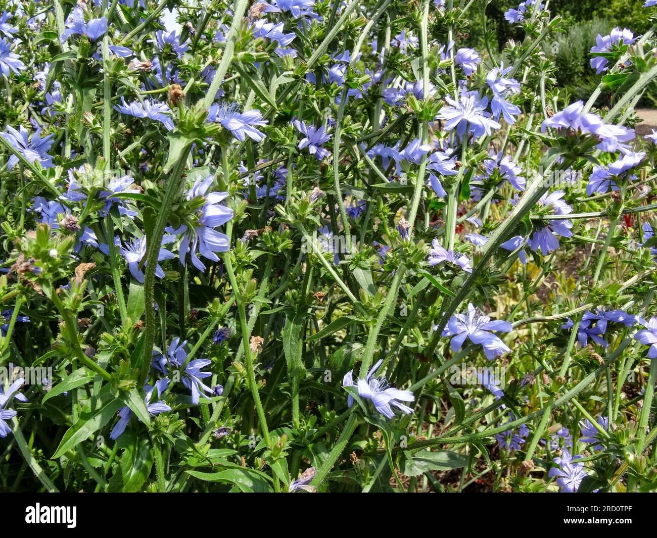 Herrliche Chicorée 'Chiavari' Blume in herrlicher Sommersonne. Natürliches Nahaufnahme blühendes Pflanzenporträt Stockfoto