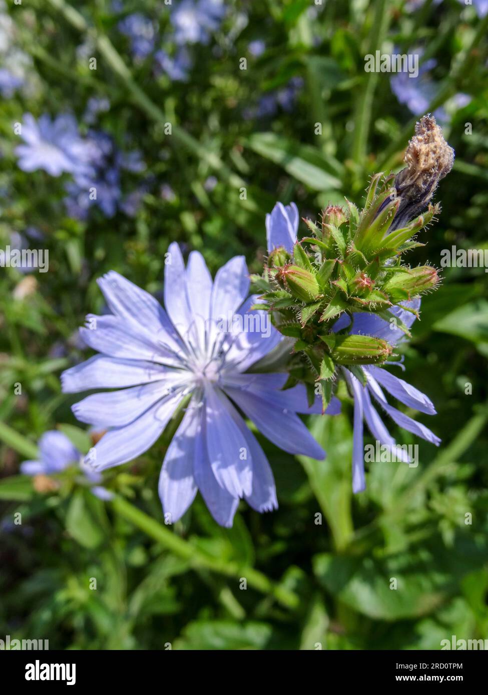 Herrliche Chicorée 'Chiavari' Blume in herrlicher Sommersonne. Natürliches Nahaufnahme blühendes Pflanzenporträt Stockfoto