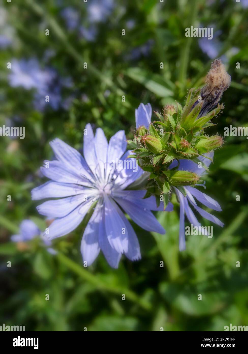 Herrliche Chicorée 'Chiavari' Blume in herrlicher Sommersonne. Natürliches Nahaufnahme blühendes Pflanzenporträt Stockfoto