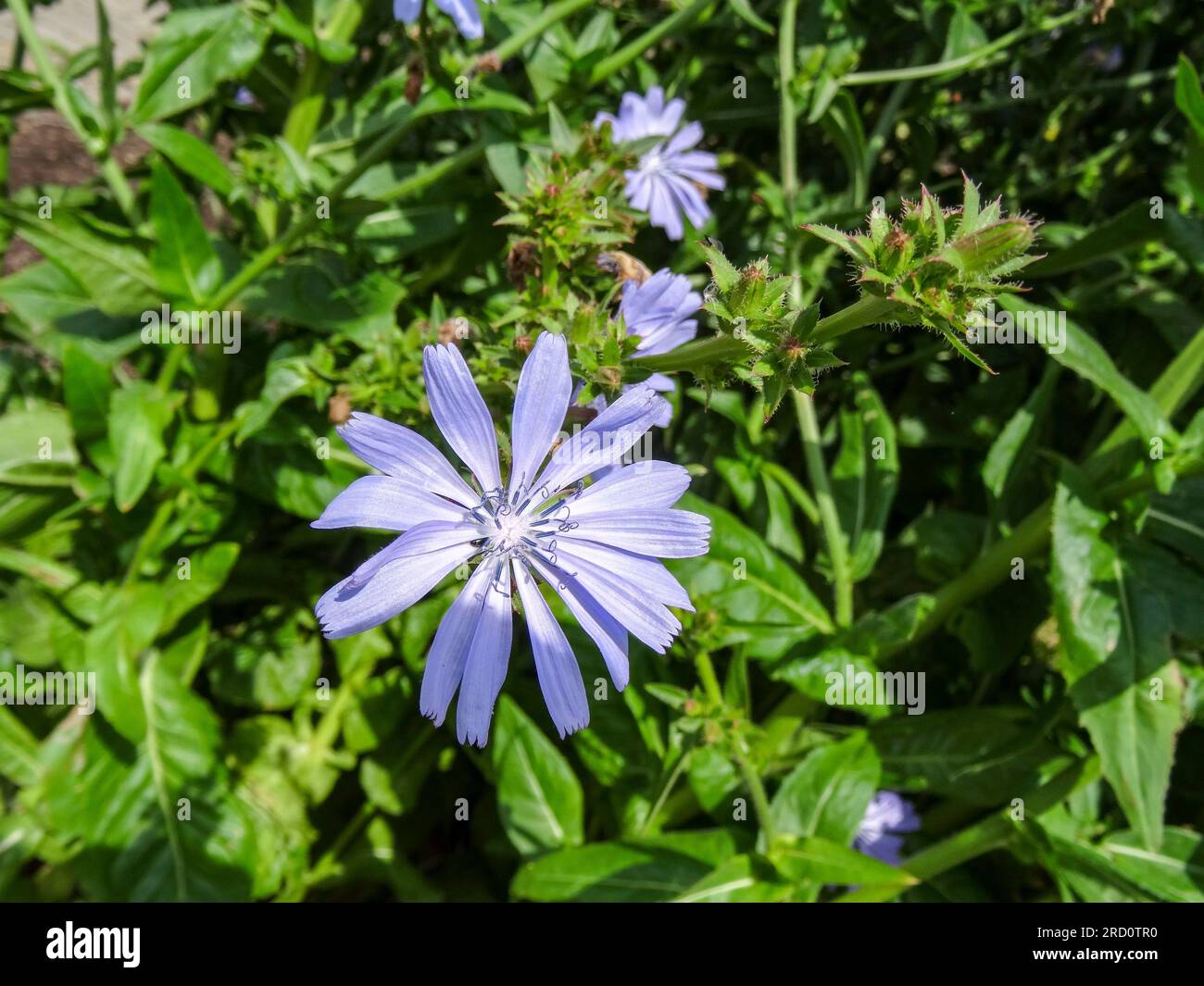 Herrliche Chicorée 'Chiavari' Blume in herrlicher Sommersonne. Natürliches Nahaufnahme blühendes Pflanzenporträt Stockfoto