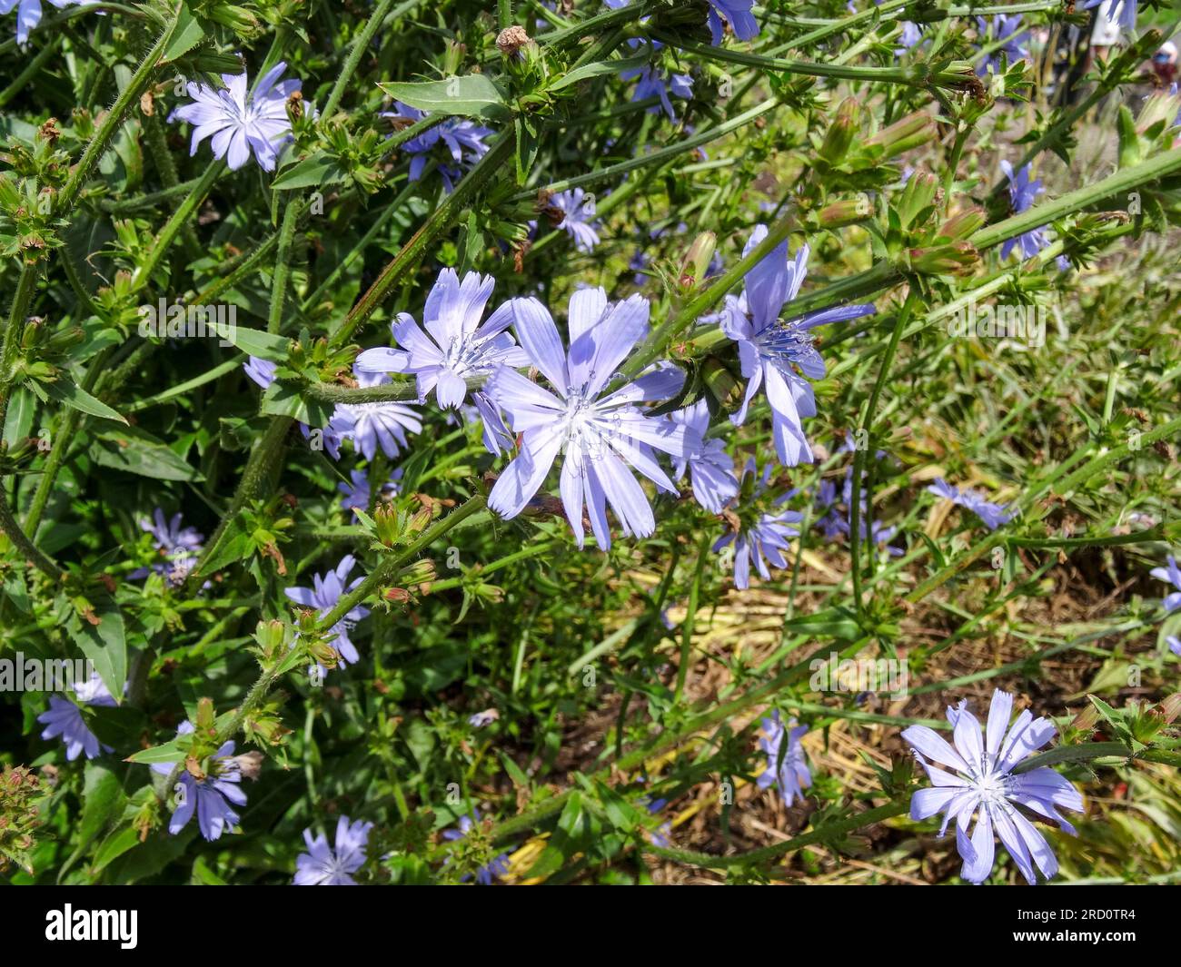 Herrliche Chicorée 'Chiavari' Blume in herrlicher Sommersonne. Natürliches Nahaufnahme blühendes Pflanzenporträt Stockfoto