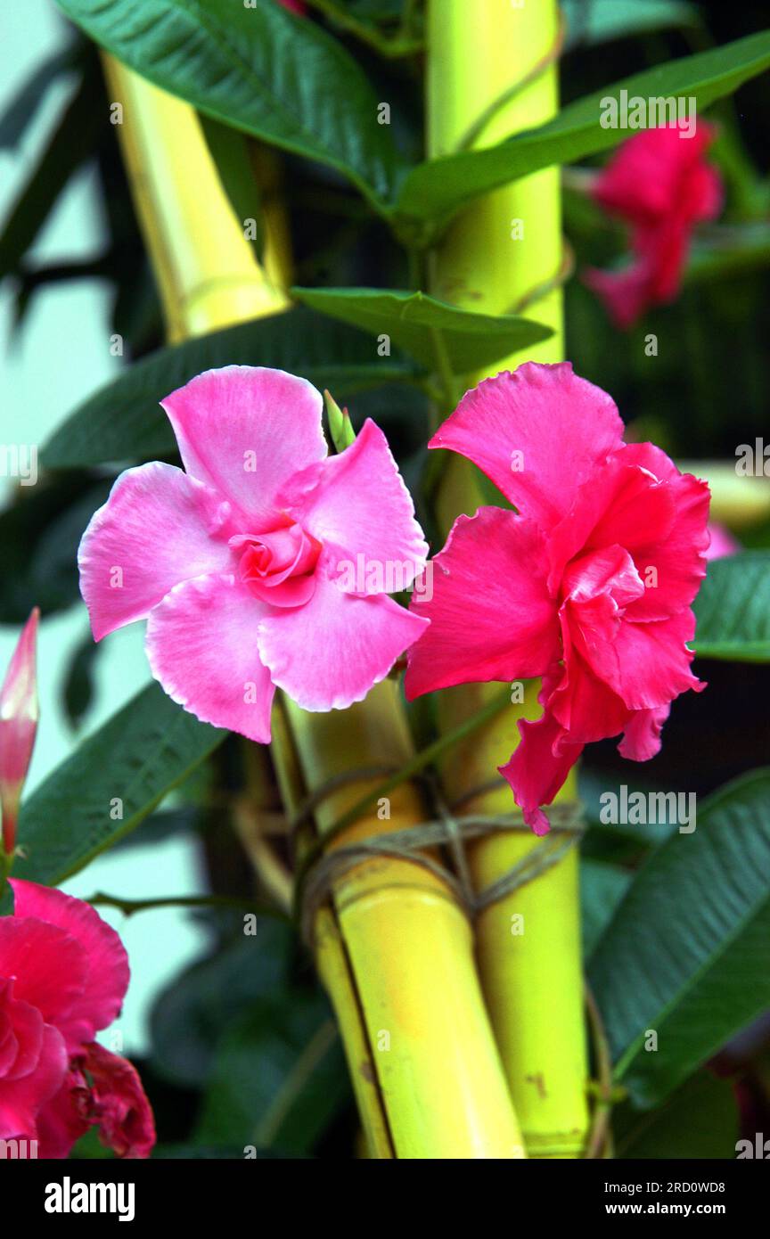 Bambusstangen dienen als Klettermasten für wunderschöne rosa Blumen in den Birmingham Botanical Gardens in Alabama. Stockfoto