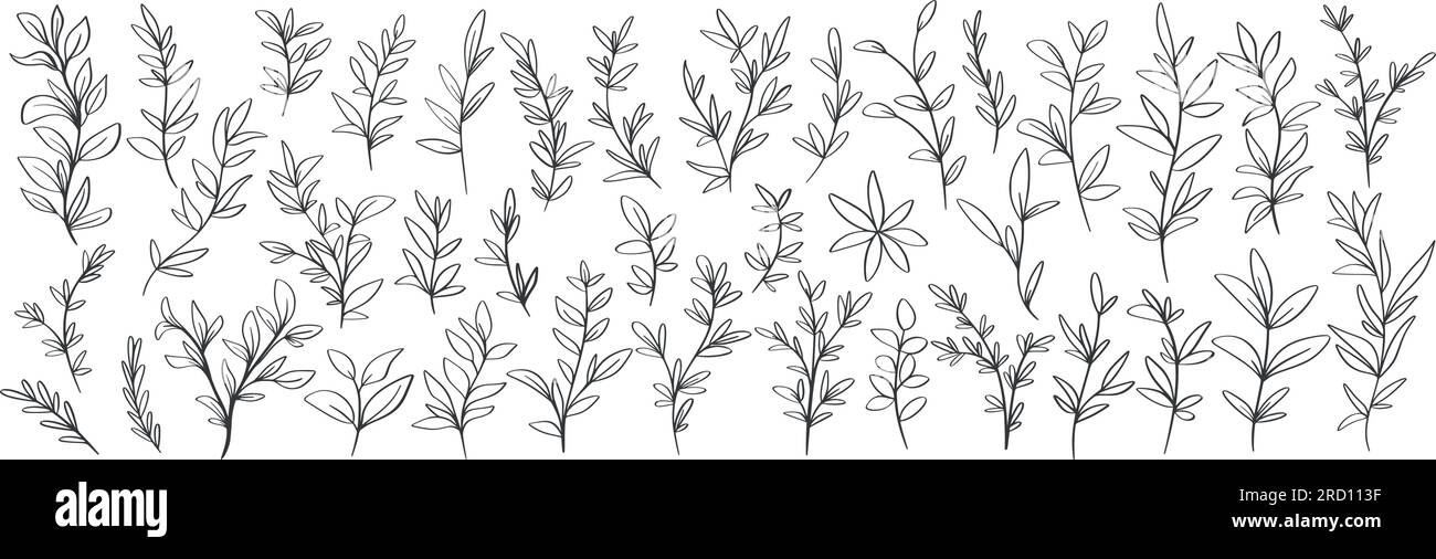 Handgezeichnete wilde Kräuter, großes Set. Rustikale Grashalme, Zweige und Blumenmuster im Grünland, Doodle Sketch Style Kollektion. Natürliche botanische Einrichtung, Vektor Stock Vektor