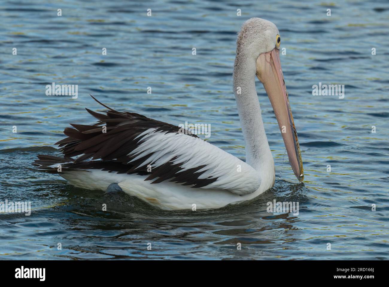 Australischer Pelikan (Pelecanus conspicillatus) mit einem Schnabel voller kleiner Fische Stockfoto