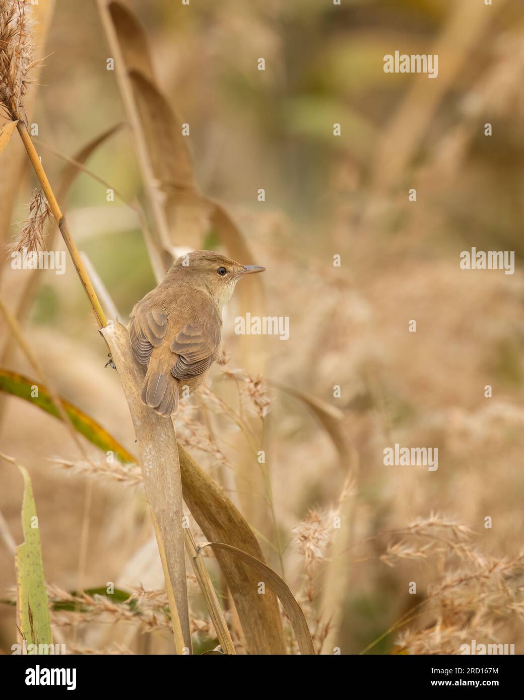 Australian Reed Warbler (Acrocephalus australis) ist ein Warbler der Gattung Acrocephalus und die einzige in Australien heimische Acrocephalus-Art. Stockfoto