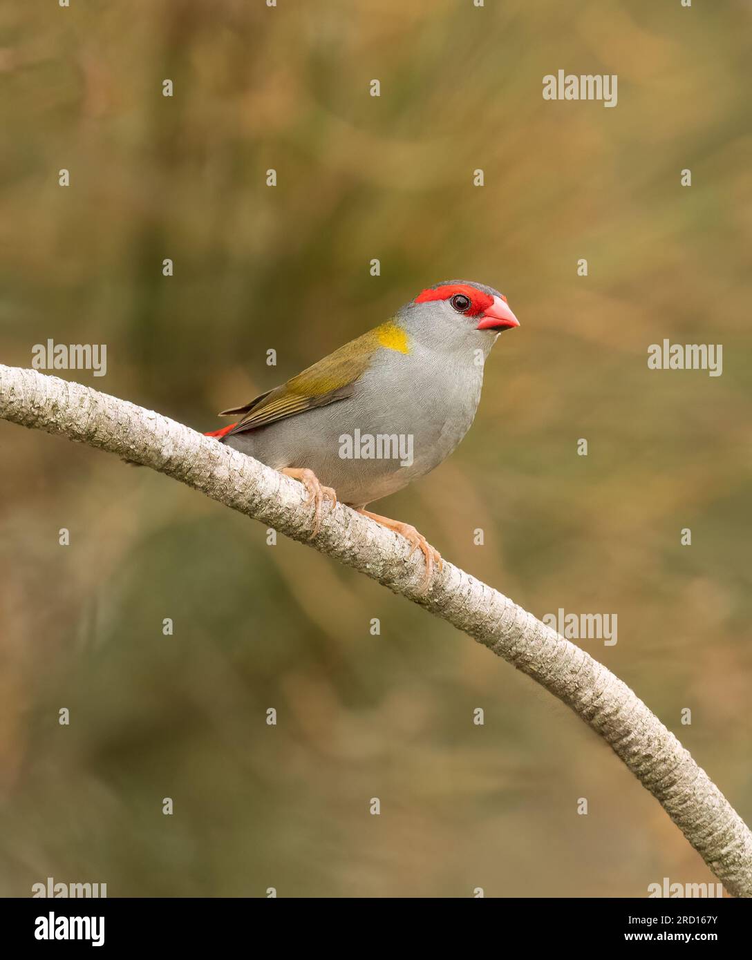 Der Rotbraun-Finch (Neochmia temporalis) ist ein Estraldid-Finch, der an der Ostküste Australiens lebt. Stockfoto