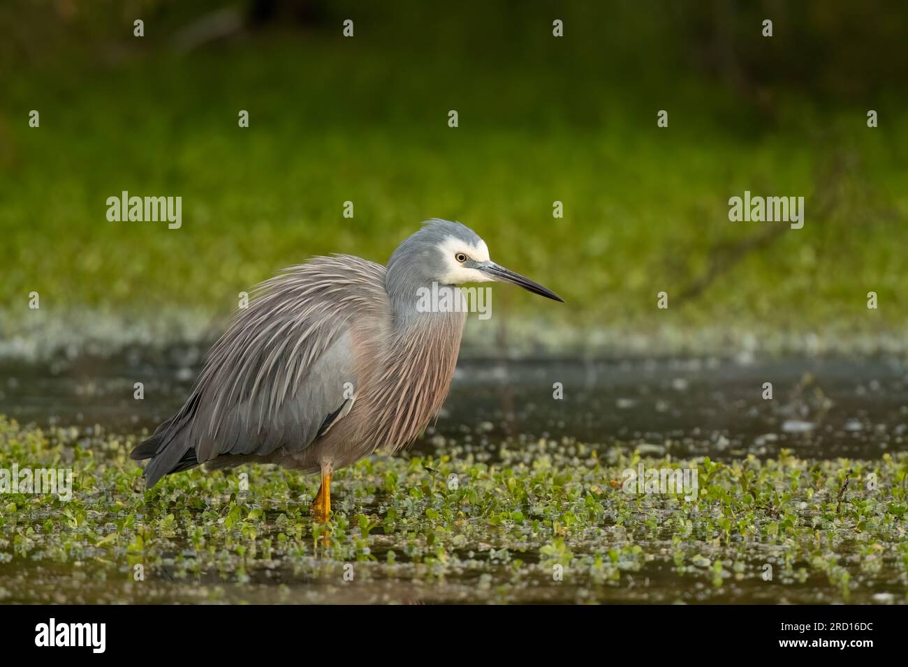 Weißwedelreiher (Egretta novaehollandiae)der Weißwedelreiher ist ein hellblaugrauer Reiher mit weißem Gesicht. Überall dort, wo Wasser ist Stockfoto