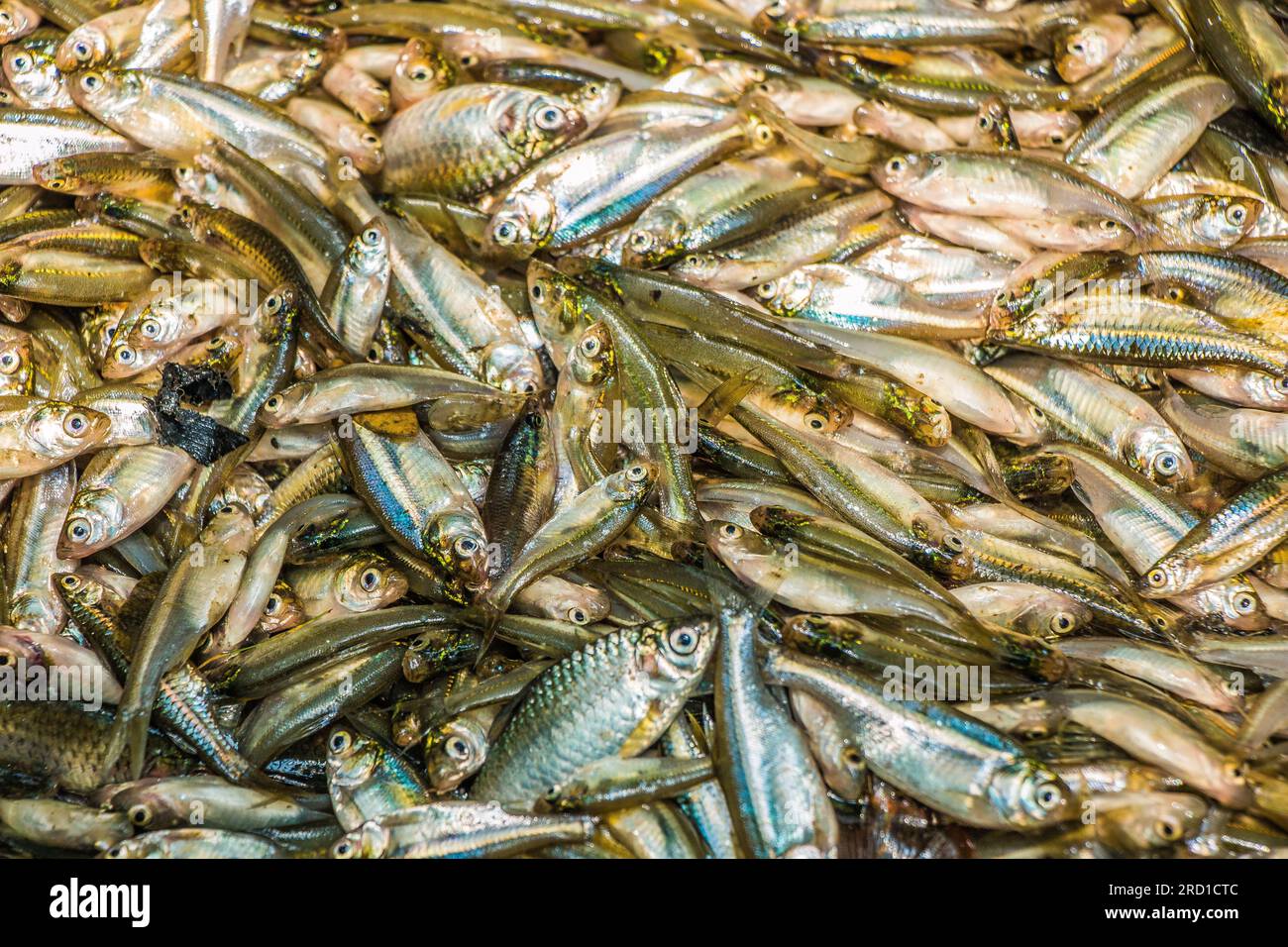 Eine Sammlung kleiner einheimischer Fische aus Bangladesch Stockfoto