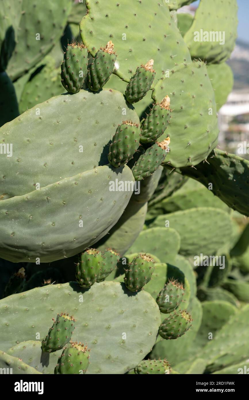 Grüner Pflanzenkaktus mit Wirbelsäulen und getrockneten Blüten. Stockfoto