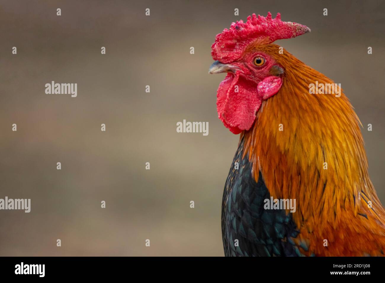 Hahnenkopf oder Nacken im Nahbereich. Braune bantam-Hühnerzucht. Kamm oder Wappen. Stockfoto